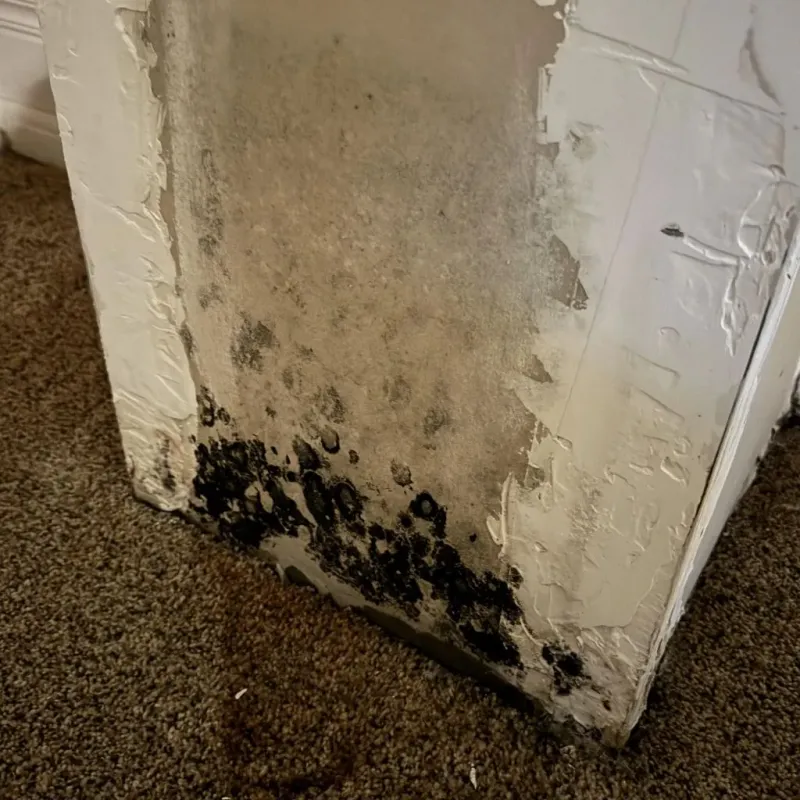 Professional Mold Removal in Springfield, KY